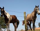 Fazendinha_cavalos