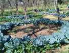 Horta Circular em crescimento