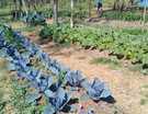 Horta