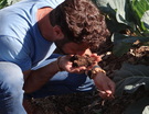 Cheiro da terra viva