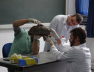 Palestra de Medicina - répteis