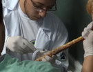 Palestra de Medicina - répteis